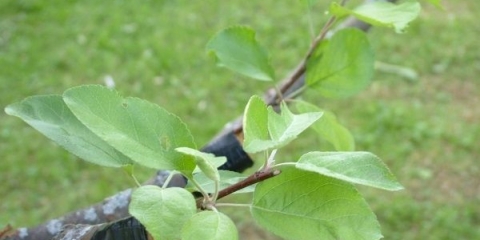 Kako posaditi krušku u proljeće, ljeto i jesen